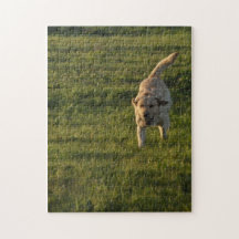golden labrador retriever puzzle