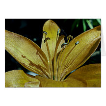 Golden Lily Card