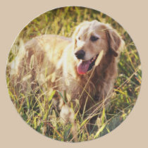 Golden Retriever Dog plates
