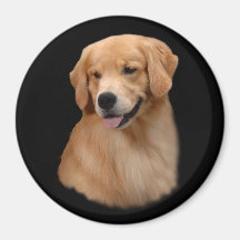 Golden Retriever Frisco Magnet