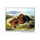 Golden Retriever, Irish Setter & Gordon Setter Post Cards