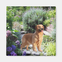 Golden Retriever Magnet