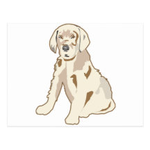 Golden Retriever Post Cards