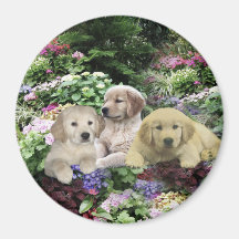 Golden Retriever Pups In Garden Magnet