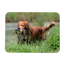 Golden Retriever with Duck magnet