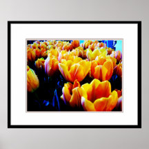 Golden tulip poster