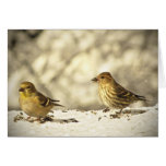Goldfinch and Pine Siskin Cards