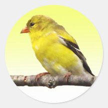 Goldfinch Sticker