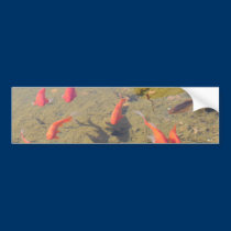 Goldfish Pond bumper stickers