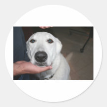 Good Dog Round Sticker