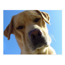Goofy Labrador portrait Post Card