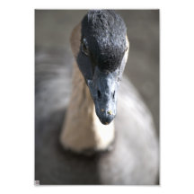 Goose Art Photo