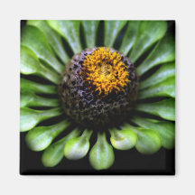 Gorgeous Green Flower on Black Background Magnet