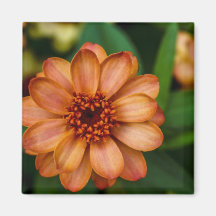 Gorgeous Orange Flower in Central Park Fridge Magnet