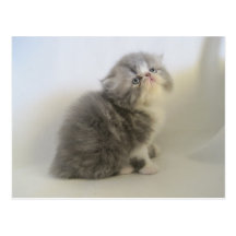 Gorgeous Persian kitty postcard