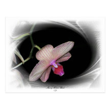 Gorgeous Petals 11 Post Cards