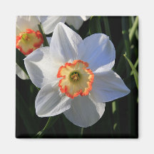 Gorgeous Spring Flower in Central Park Refrigerator Magnet