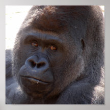 Gorilla_004 Print