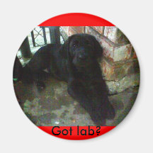 Got lab? fridge magnets