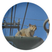 Got Nuts?- squirrel image Dinner Plates