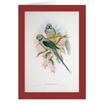 Gould - Blue-Winged Parakeet Cards