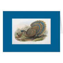 Gould - Malayan Peacock Card