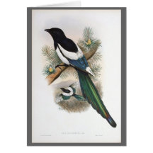 Gould - White-Winged Magpie Card