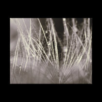 Gouttes de pluie végétales canvas prints