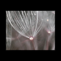 Gouttes de pluie végétales canvas prints