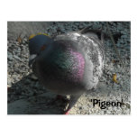 Graceful Pigeon Post Cards