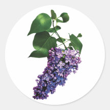 Graceful Purple Lilacs Stickers