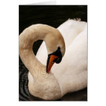 Graceful Swan  Greeting Card