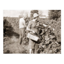 Grape Harvest Postcard