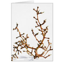 Grape Tree Cards