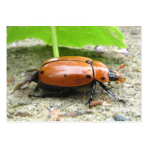 Grapevine Beetle ~ ATC Business Card Templates