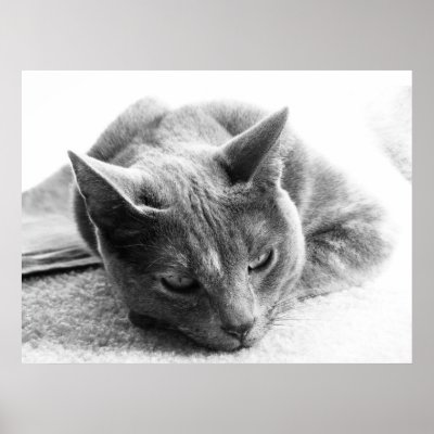 Grayscale Cat