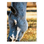 Grazing Appaloosa Horse Postcard
