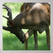 Grazing Deer Poster Print