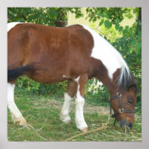 Grazing Pony Poster