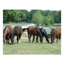 Grazing Quarter Horses Announcement