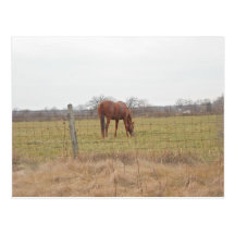 Grazing Ranch Chestnut Horses Postcard