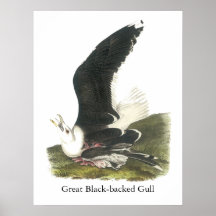 Great Black-backed Gull, John Audubon Poster