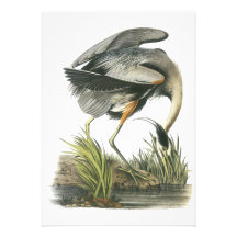 Great Blue Heron, John Audubon Custom Invitation