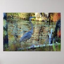 Great Blue Heron Poster