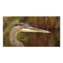 Great Blue Heron Profile. Photo
