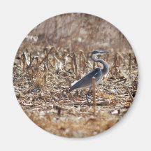Great blue heron walking tall magnet