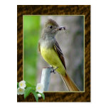 Great Crested Flycatcher Postcard 2