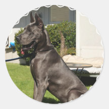 Great Dane Dog Stickers