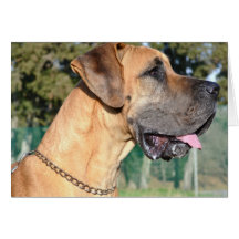 Great Dane Photo Greeting Cards