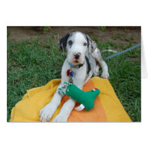 Great Dane puppy Cards